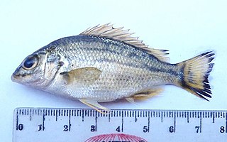 <i>Lagusia</i> Genus of fishes