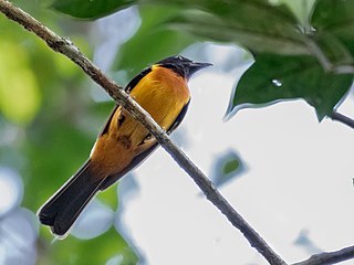 <span class="mw-page-title-main">Fulvous shrike-tanager</span> Species of bird
