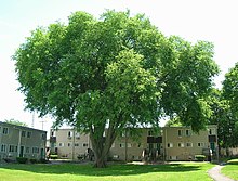 American Elm in New Haven Large American Elm Tree, New Haven, CT - June 10, 2017.jpg