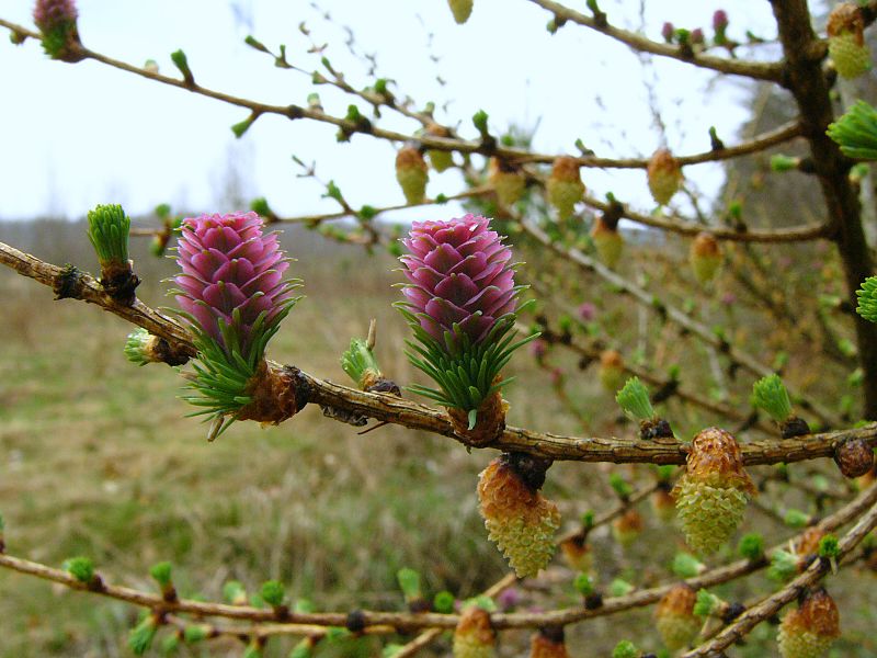 File:Larix decidua flowers.jpg