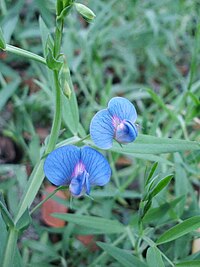 Lathyrus sativus flowers Bangladesh cropped.JPG