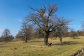 English: Pastures with old Oaks, between Blitzenrod and Frischborn Eisenbach, Lauterbach, Hesse, Germany