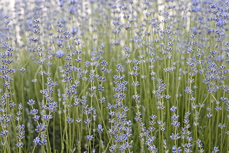 File:Lavandula, Ciocana.jpg