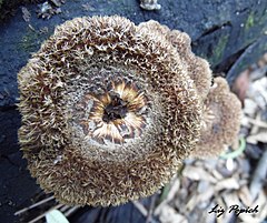 240px-Lentinus_stuppeus_584053.jpg