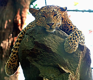 300px-Leopard.jpg