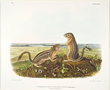 Late in life, naturalist John James Audubon made a final expedition to the western plains in search of four-footed mammals. These striped ground squirrels would be tempting prey for many birds, especially hawks and owls. After the squirrels had left, burrowing owls might take over their underground dens. Leopard Spermophile, Male and Female.jpg