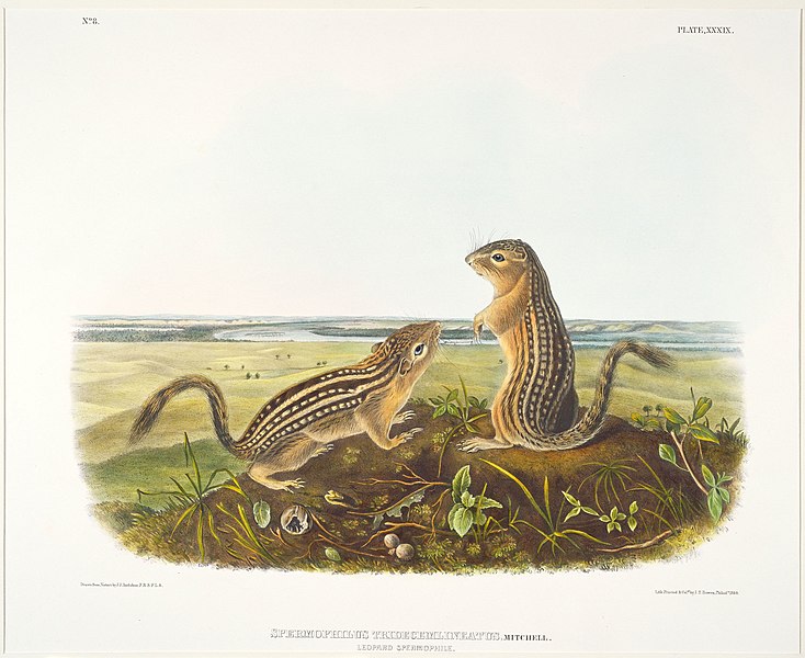 File:Leopard Spermophile, Male and Female.jpg