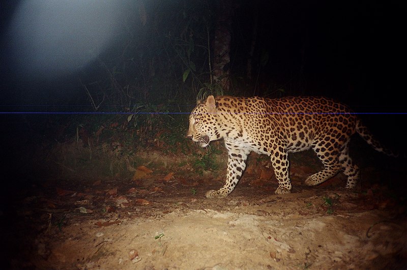 File:Leopard Tengapani 1.jpg