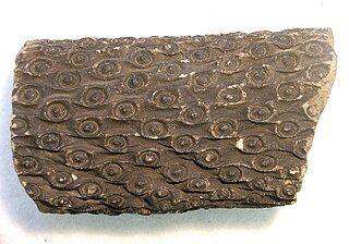 <i>Stigmaria</i> Fossilized root structure of extinct tree-like plants