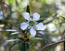 Leptospermum morrisonii.jpg