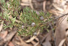 Leptospermum sphaerocarpum.jpg