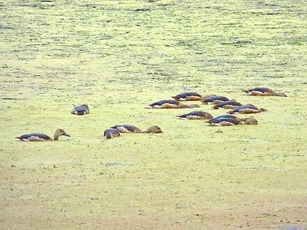 Lesser Whistling Ducks feeding