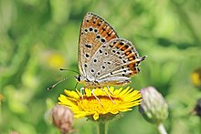 Kurang berapi-api tembaga (Lycaena thersamon) perempuan bawah Bulgaria.jpg