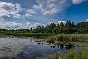 English: Republican biological reserve Liebiadziny. Minsk, Belarus Беларуская: Рэспубліканскі біялагічны заказнік Лебядзіны. Мінск, Беларусь Русский: Республиканский биологический заказник Лебяжий. Минск, Беларусь