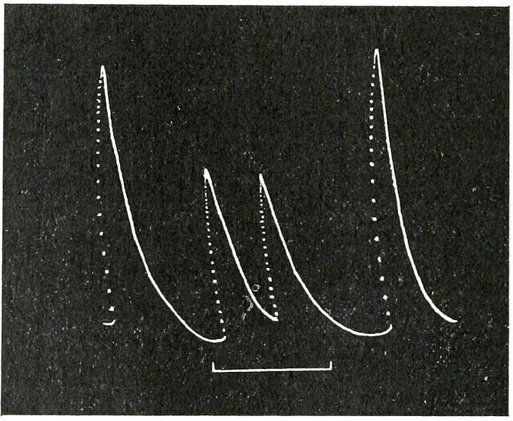 File:Life Movements in Plants Vol 1 Fig 20.jpg