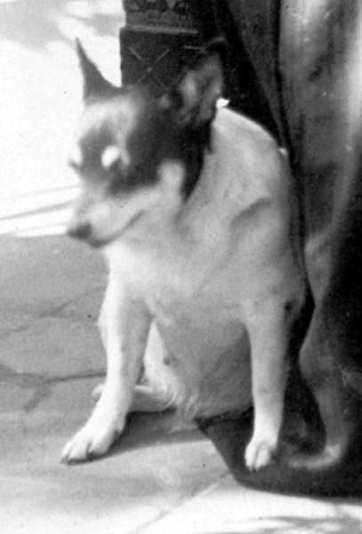 File:Liliuokalani's dog, 1917.png