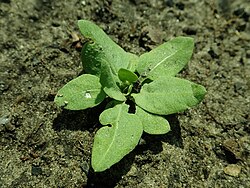 Limonium suworowii 2019-06-19 2461.jpg