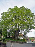 Vorschaubild für Dorflinde in Harbach