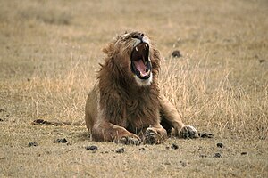 Lion Yawning.jpg