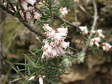 Lissanthe strigosa subsp. subulata.jpg