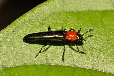 Clover stem borer, Languria mozardi Lizard beetle Languria mozardi (15927751304).jpg