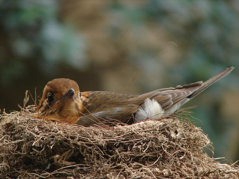 File:London Zoo 01230.jpg