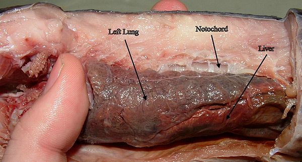 Lateral view of lungs of a dissected spotted lungfish (Protopterus dolloi)