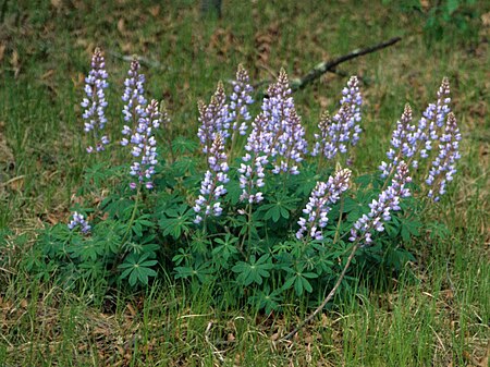 Lupinus perennis