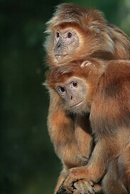 Lutung Jawa 1