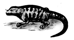 M. Arcta słownik ilustrowany języka polskiego - ilustracja do hasła Iguanodon.png