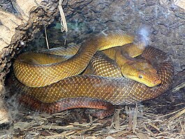 The Pacific boa