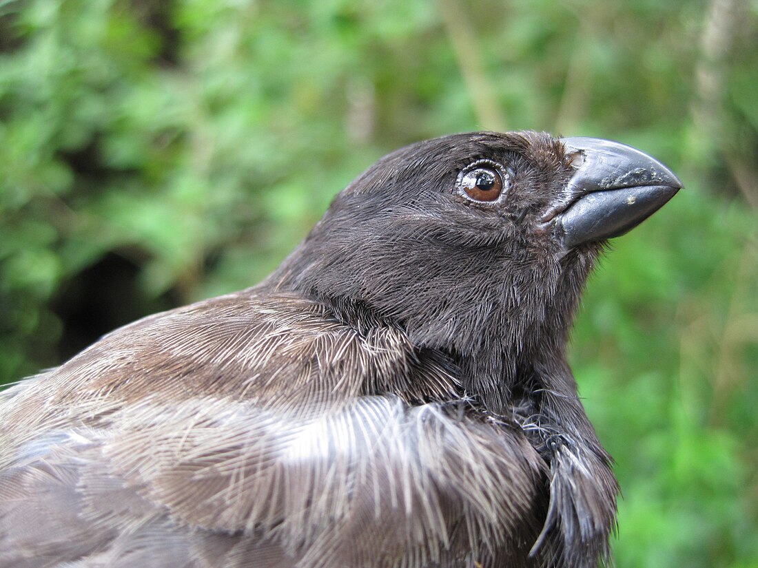 Medium tree finch