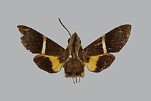 Macroglossum mouldsi BMNHE270843 erkek up.jpg