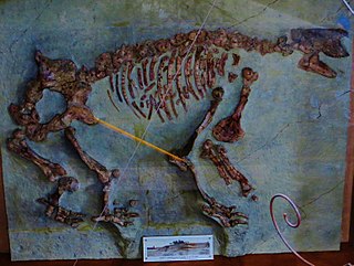 <i>Chalicotherium</i> Extinct genus of mammals