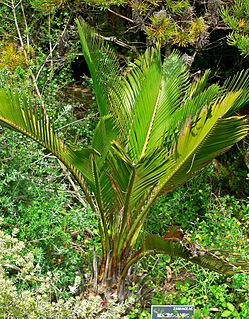 <i>Macrozamia riedlei</i> species of plant