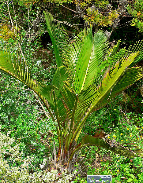 File:Macrozamia riedlei 1.jpg