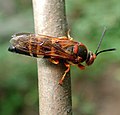 Cicada killer wasp