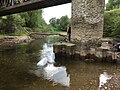 Die Transportbehälter mit Maifischlarven werden langsam an die Wassertemperatur der Ahr gewöhnt