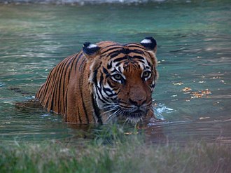 A Malayan Tiger at Reid Park Zoo Malayan Tiger.jpg