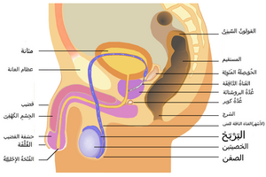 Male anatomy-ar 1.png