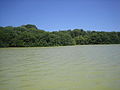 Seeufer der Mangrove