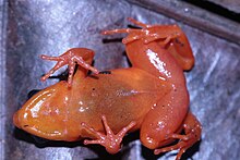 Mantela zlatá (červenooranžová) ležící na zádech s odhaleným břichem