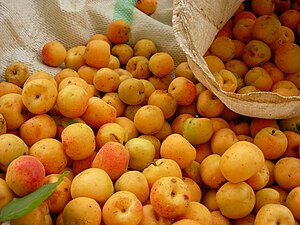 The apricot