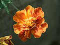 * Nomination Marigold in New York City --Rhododendrites 21:36, 8 September 2019 (UTC) * Promotion  Support Good quality. --SH6188 06:18, 15 September 2019 (UTC)