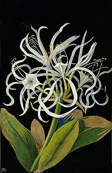 Pancratium maritimum L., collage papier par Mary Delany (1700-1788).