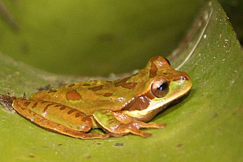 Frog, Masked tree