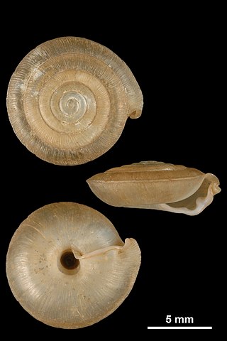 <i>Mastigophallus</i> Genus of gastropods