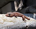 Mediterranean house gecko.JPG