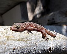Mediterranean house gecko Mediterranean house gecko.JPG