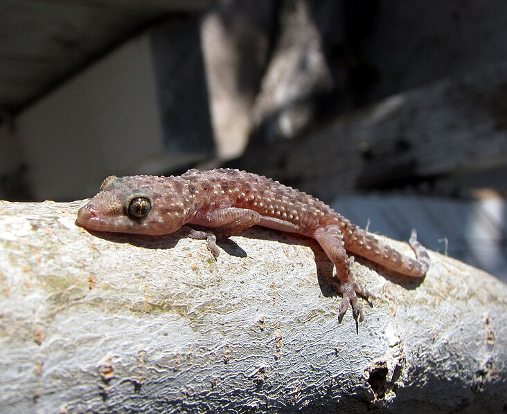 File:Mediterranean house gecko.JPG